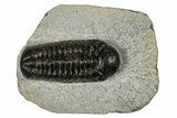 Bargain Austerops & Morocops Trilobite Fossils - 2 to 3" - Photo 4